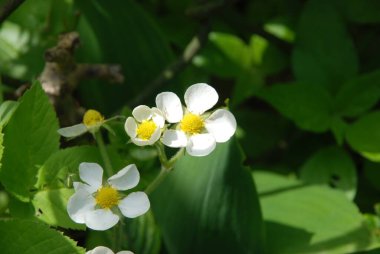 Çilek veya çilek (Fragria)