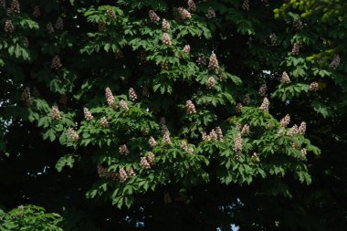 Chestnut (Castanea Tourn), kayın familyasından bir yaprak ağacı cinsidir.