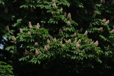 Chestnut (Castanea Tourn), kayın familyasından bir yaprak ağacı cinsidir.