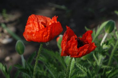  Yabani gelincik (Latin Papaver rhoeas; tarla gelinciği, haşhaş, kendi kendine tohumlanan gelincik)