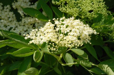 Siyah yaşlı (Sambucus nigra)