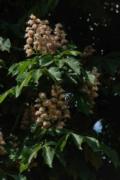 Castana Tourn はブナ科の落葉樹の属です 栗の花 — ストック写真