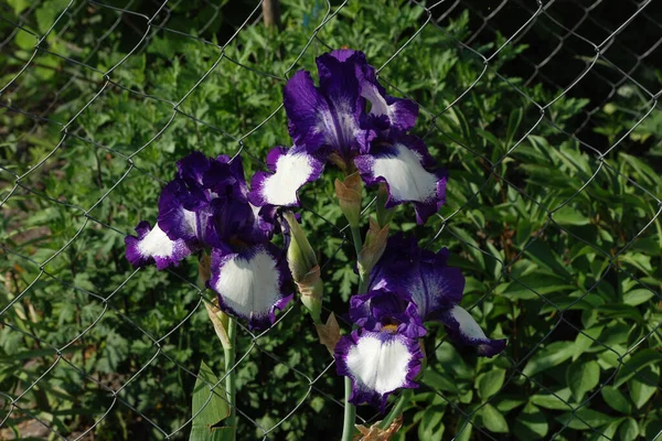 Roosters Irises Latin Iris — Stock Photo, Image