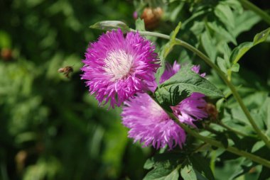 Alp makinası (Aster alpinus)