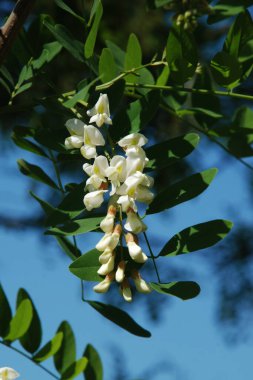 Acacia (Acacia), baklagiller familyasından bir bitki cinsidir..