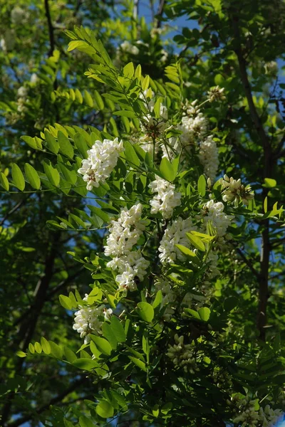 Acacia Género Botânico Pertencente Família Leguminosae — Fotografia de Stock