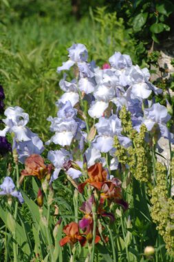 Horozlar veya irisler (Latin Iris)