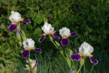 Horozlar veya irisler (Latin Iris)