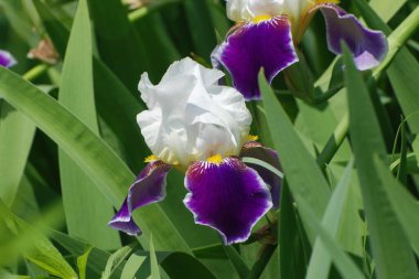 Roosters or irises (Latin Iris)