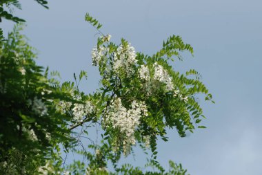 Acacia (Acacia), baklagiller familyasından bir bitki cinsidir..