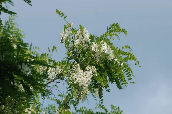 Akác Acacia Hüvelyesek Családjába Tartozó Növények Nemzetsége — Stock Fotó