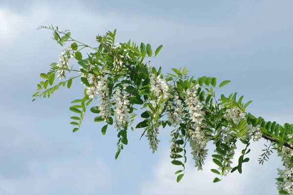 Acacia Acacia Rodzaj Roślin Rodziny Strączkowych — Zdjęcie stockowe