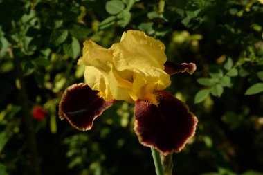 Horozlar veya irisler (Latin Iris)