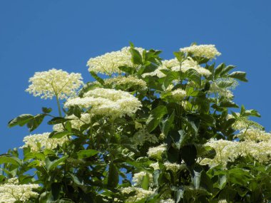 Siyah yaşlı (Sambucus nigra)