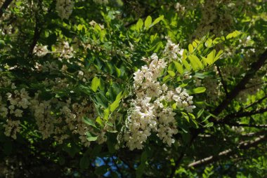Acacia (Acacia), baklagiller familyasından bir bitki cinsidir..