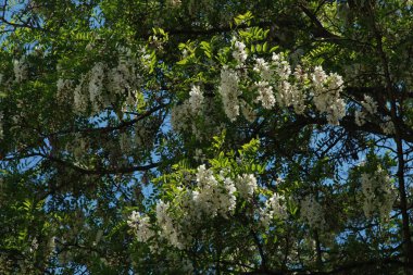Acacia (Acacia), baklagiller familyasından bir bitki cinsidir..