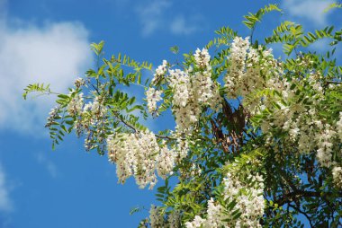 Acacia (Acacia), baklagiller familyasından bir bitki cinsidir..