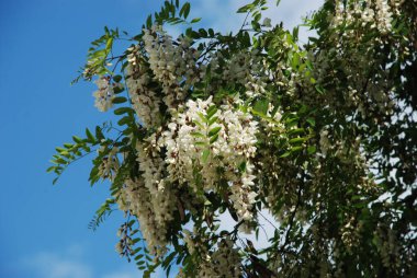 Acacia (Acacia), baklagiller familyasından bir bitki cinsidir..