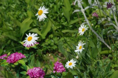 Papatya çayı ya da papatya çayı her yıl yüksek dallı bir bitki cinsidir. 