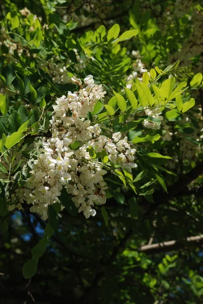 Acacia Género Plantas Con Flores Perteneciente Familia Las Leguminosas — Foto de Stock