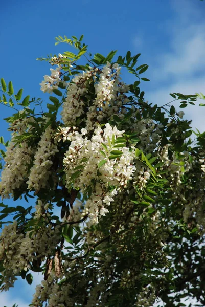 Acacia Acacia Ett Släkte Växter Från Baljväxter Familjen — Stockfoto