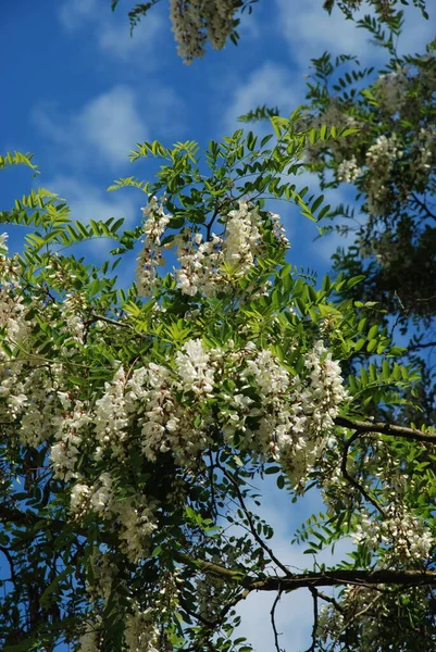 Acacia Acacia Suvun Kasveja Palkokasvien — kuvapankkivalokuva