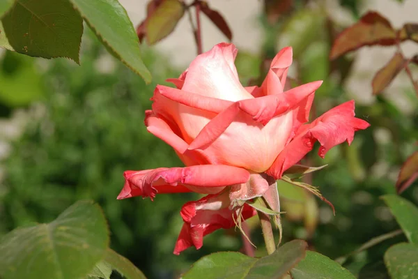 Rózsa Rosa Rózsa Családba Tartozó Növények Nemzetsége Kulturális Formája — Stock Fotó