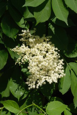 Siyah yaşlı (Sambucus nigra)