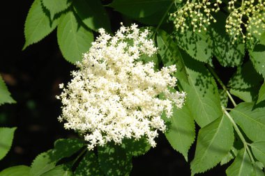 Siyah yaşlı (Sambucus nigra)