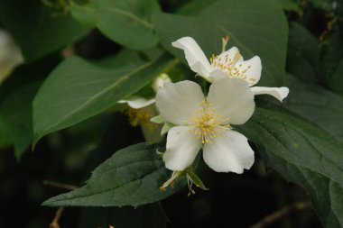 Yasmin, yasmin, yasmyn (eskimiş), zeytin familyasından bir bitki türü. Alaycı portakal (lat. Hughdelphus coronarius)