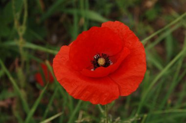  Yabani gelincik (Latin Papaver rhoeas; tarla gelinciği, haşhaş, kendi kendine tohumlanan gelincik)