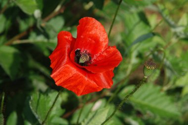  Yabani gelincik (Latin Papaver rhoeas; tarla gelinciği, haşhaş, kendi kendine tohumlanan gelincik)