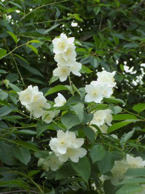 Yasmin, yasmin, yasmyn (eskimiş), zeytin familyasından bir bitki türü. Alaycı portakal (lat. Hughdelphus coronarius)          