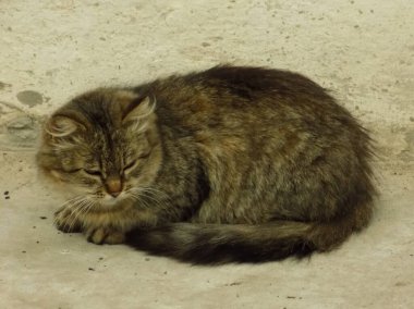 Kedi kedisi (Latince Felis Silvestris catus), kedigiller (Felis) familyasından bir kedi türü.)