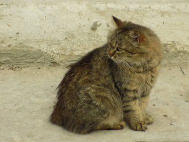 Kedi kedisi (Latince Felis Silvestris catus), kedigiller (Felis) familyasından bir kedi türü.)
