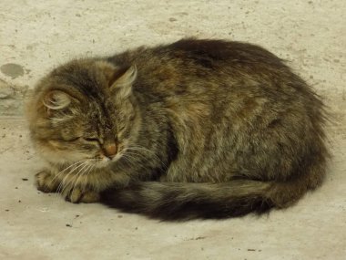 Kedi kedisi (Latince Felis Silvestris catus), kedigiller (Felis) familyasından bir kedi türü.)
