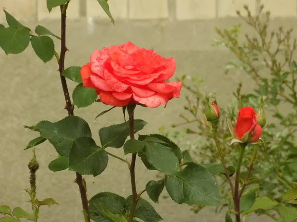 Rose Rosa Ist Eine Gattung Und Kulturform Der Rosengewächse — Stockfoto