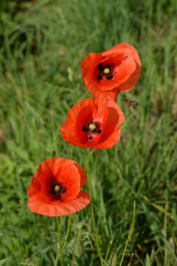 Yabani gelincik (Latin Papaver rhoeas; tarla gelinciği, haşhaş, kendi kendine tohumlanan gelincik)