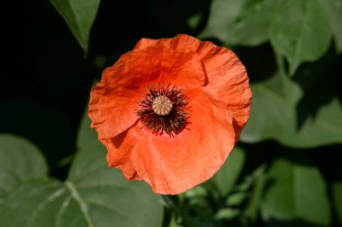 Yabani gelincik (Latin Papaver rhoeas; tarla gelinciği, haşhaş, kendi kendine tohumlanan gelincik)
