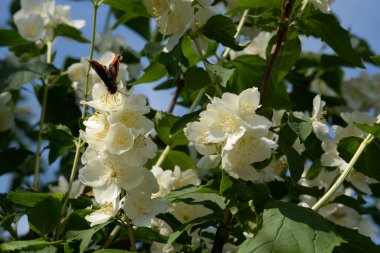 Yasmin, yasmin, yasmyn (eskimiş), zeytin familyasından bir bitki türü. Alaycı portakal (lat. Hughdelphus coronarius)