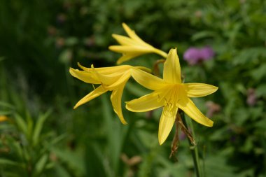 Lily (Lilium, Ukraynalı halk ismi Lily)