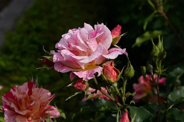 Rosa Rosa Genere Una Forma Culturale Piante Della Famiglia Delle — Foto Stock
