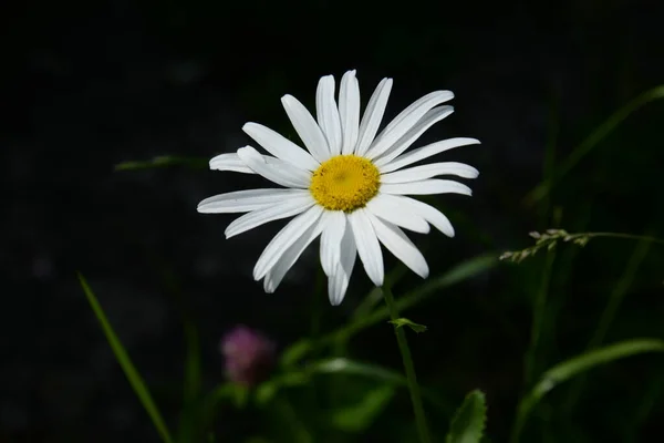 Chamomile Chamomile Genus Annual Highly Branched Plants — Photo