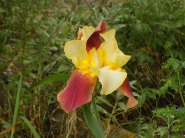 Horozlar veya irisler (Latin Iris)