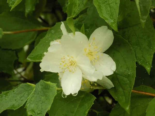 stock image Jasmin, jasmin, yasmyn (obsolete), is a genus of evergreen shrubs from the olive family.Mock orange (lat. Philadelphus coronarius)