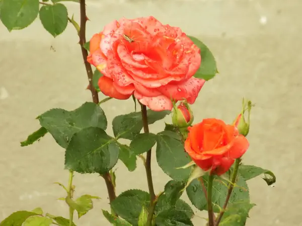 Rose Rosa Género Plantas Con Flores Perteneciente Familia Rose — Foto de Stock