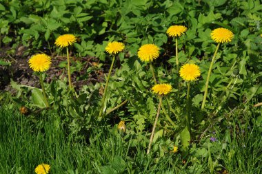 Dandelion (Tarxacum) - Paskalya ailesinin (Latince Asteraceae) daimi bitki cinsi.)