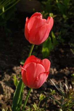 Bahçe lalesi (Tulipa gesneriana)