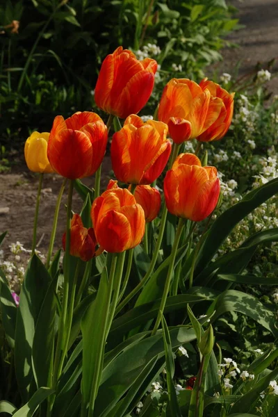 stock image Garden tulip (Tulipa gesneriana)