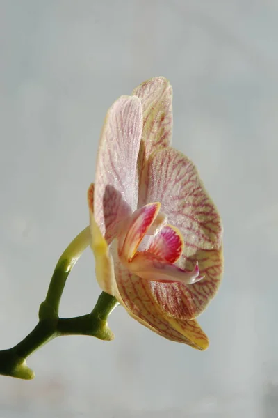 Zozuliantsev Orchidaceae Orchidaceae Πατρίδα Των Μονοκοτυλεδόνων Πολυετών Χερσαίων Επιφυτικών Στις — Φωτογραφία Αρχείου